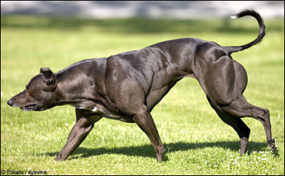 Wendy the Whippet, a mutant double muscled dog, has internet abuzz